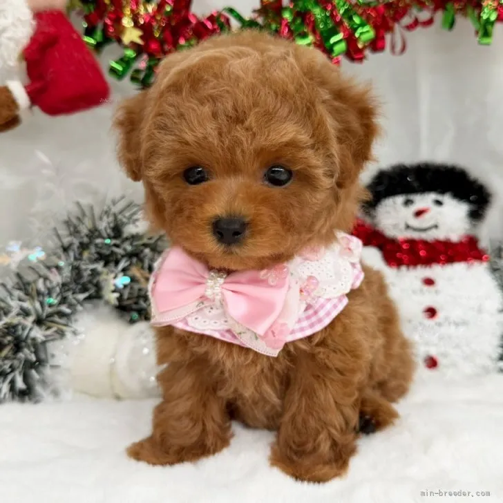 子犬の写真
