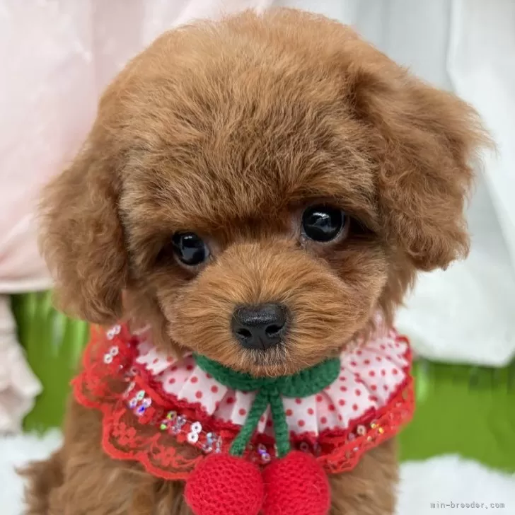 子犬の写真