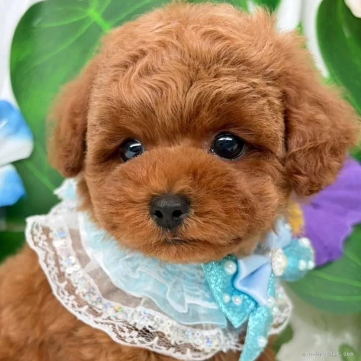 子犬の写真