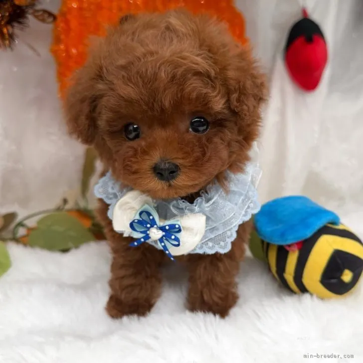 子犬の写真