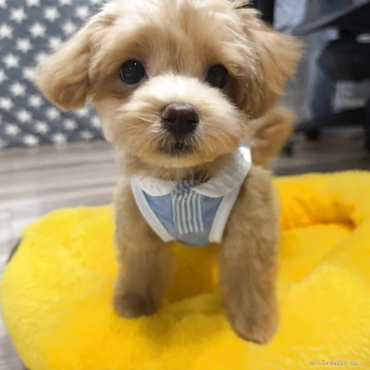 子犬の写真