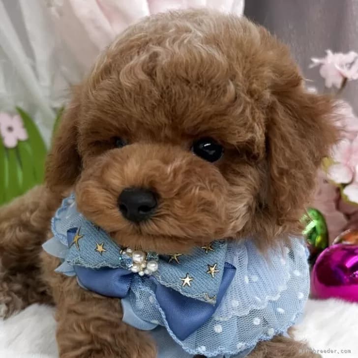 子犬の写真