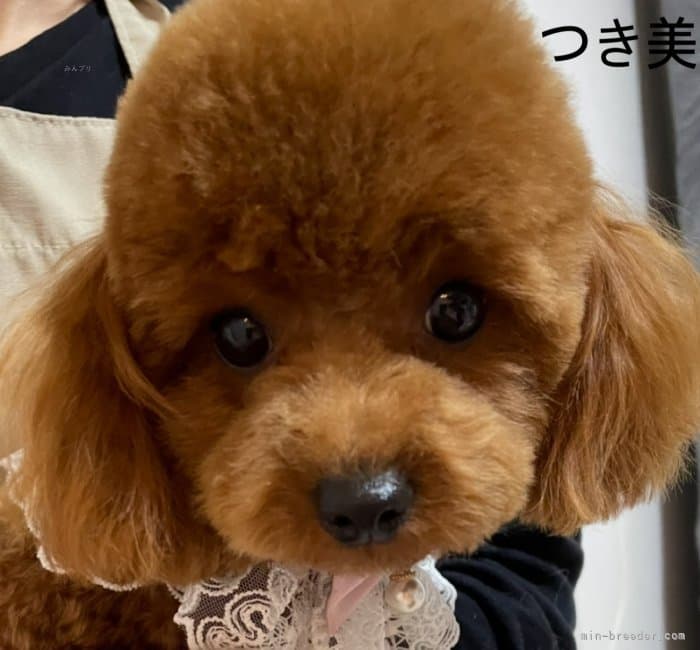 母犬の写真