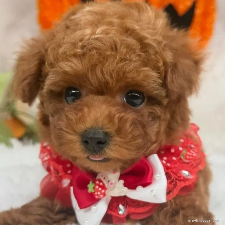 子犬の写真