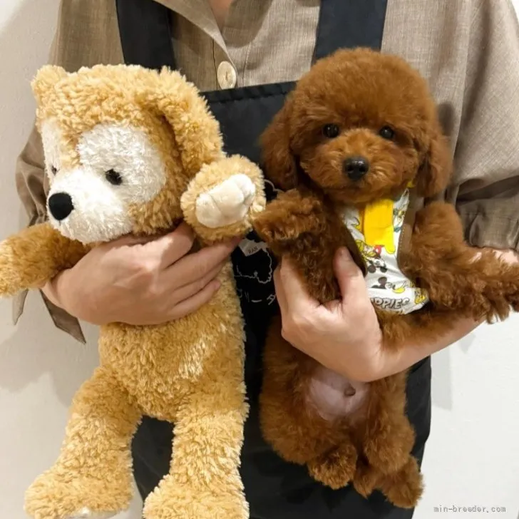 子犬の写真