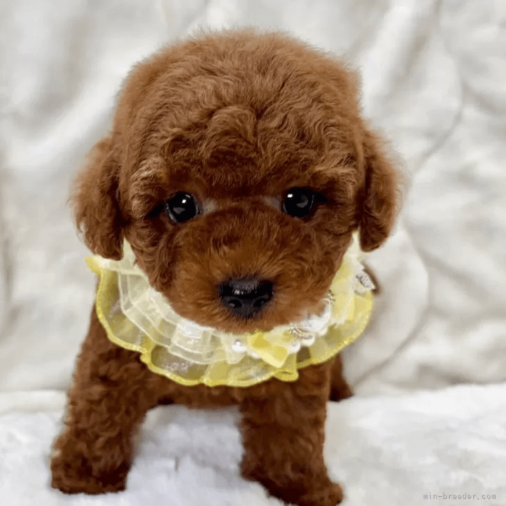 子犬の写真