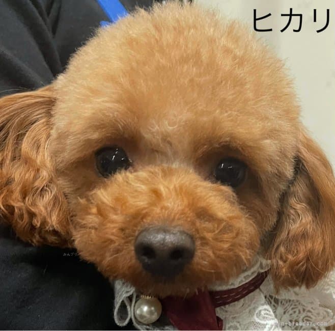 母犬の写真