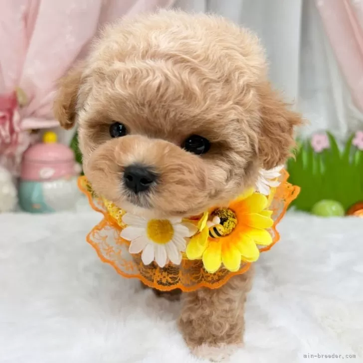 子犬の写真