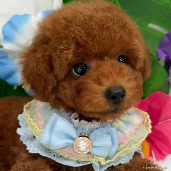 子犬の写真