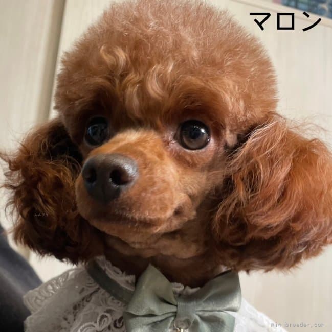 母犬の写真