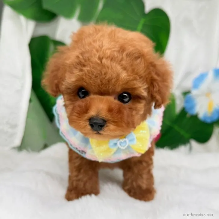 子犬の写真