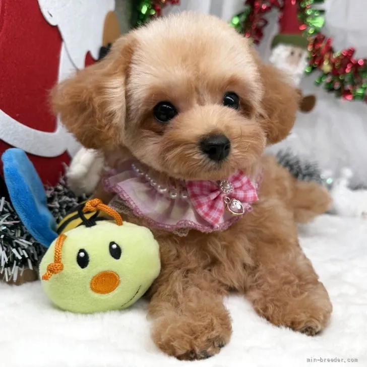 子犬の写真
