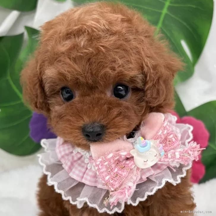 子犬の写真