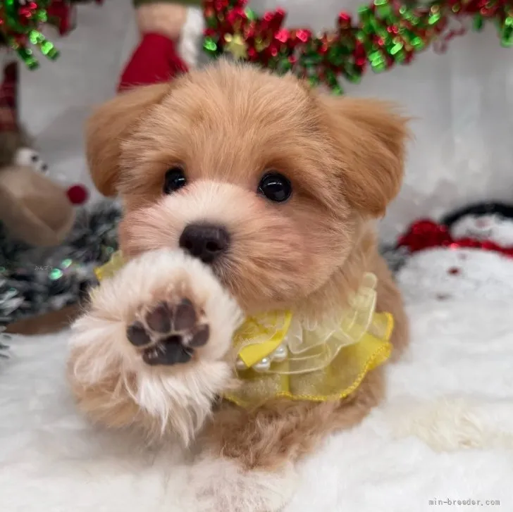 子犬の写真