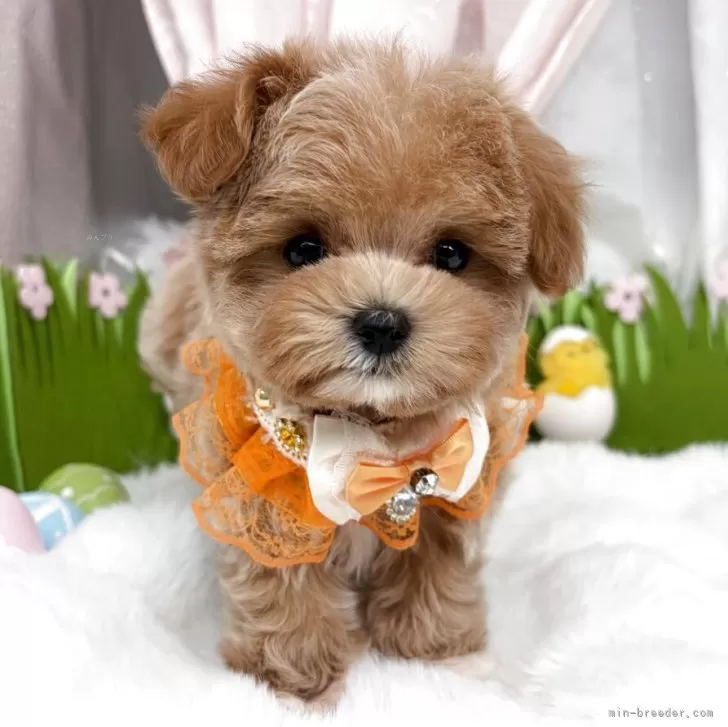 子犬の写真
