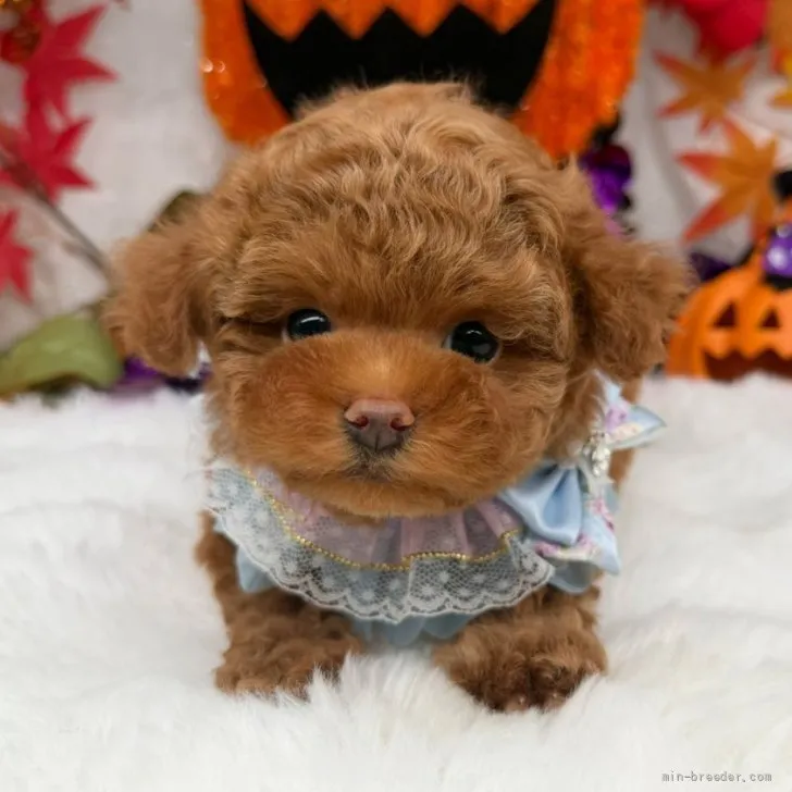 子犬の写真