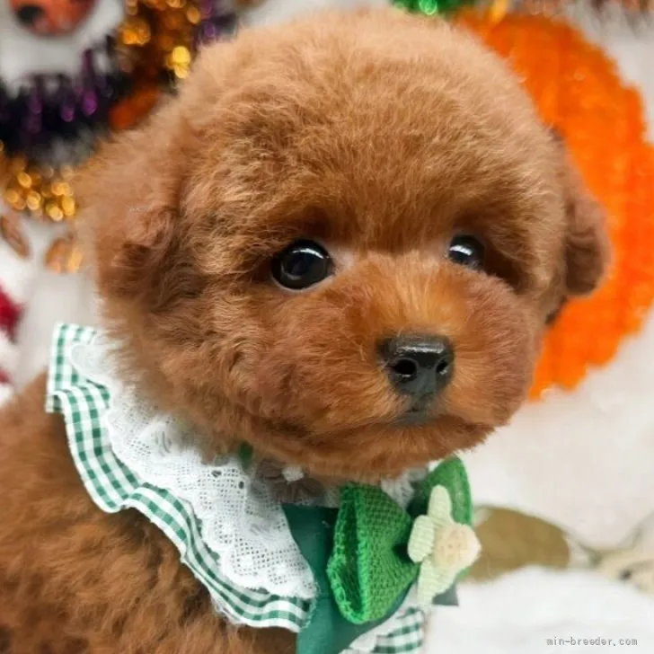 子犬の写真