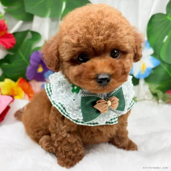 子犬の写真