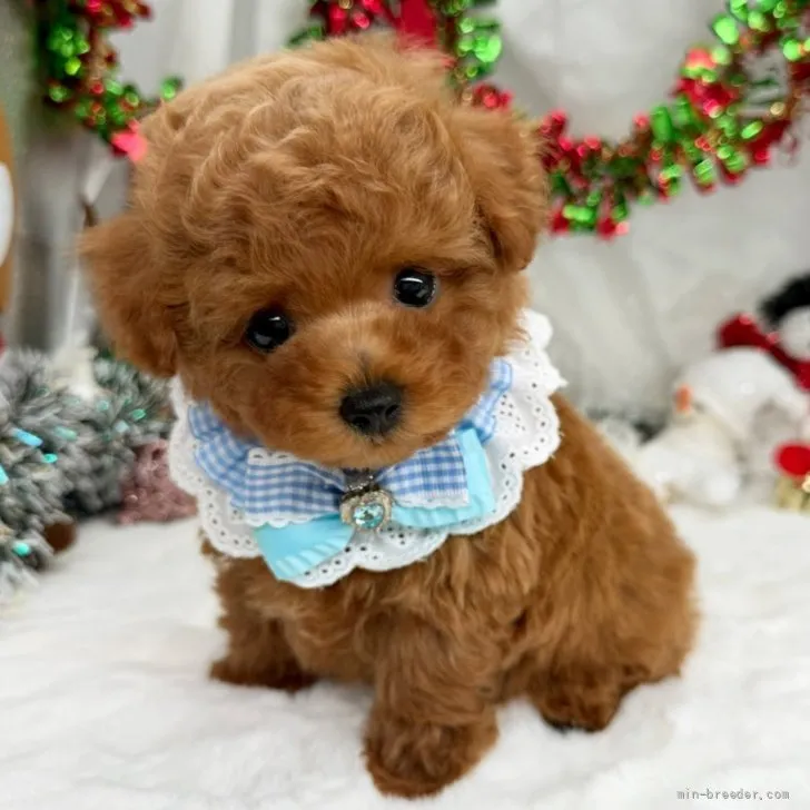子犬の写真