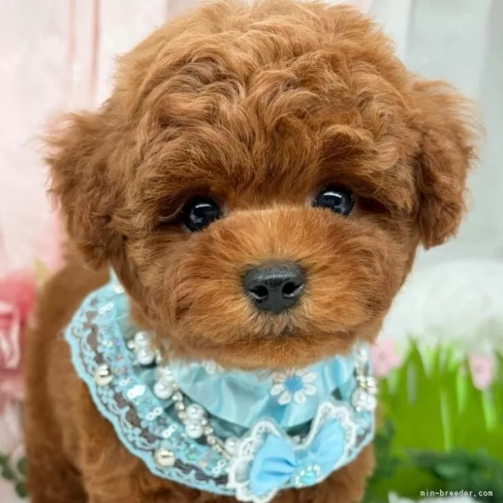 子犬の写真