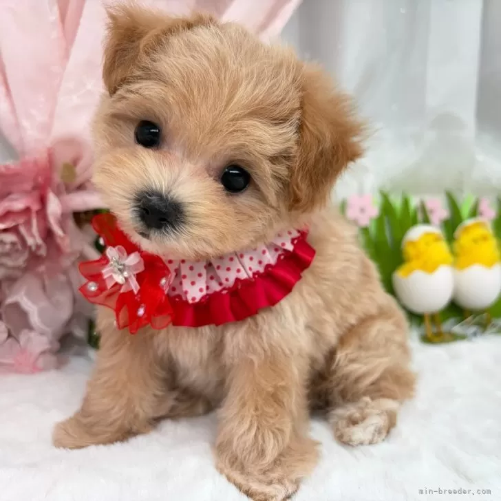 子犬の写真