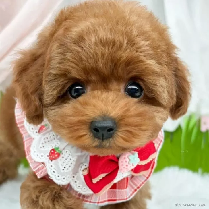 子犬の写真