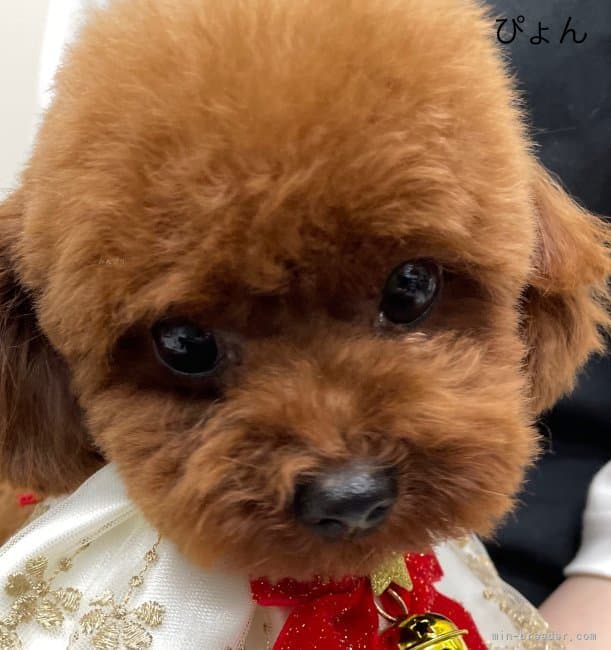 母犬の写真