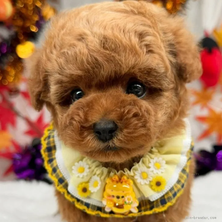 子犬の写真