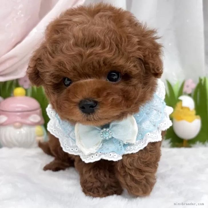 子犬の写真