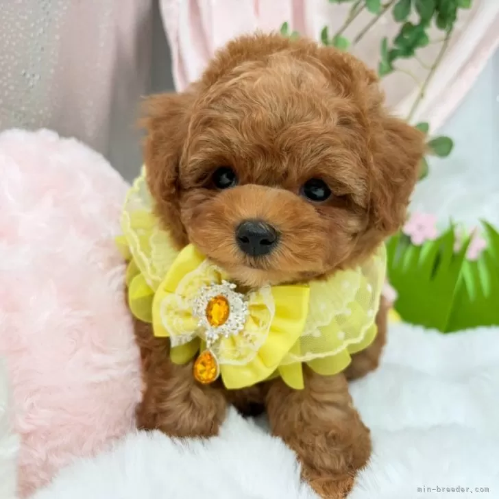 子犬の写真
