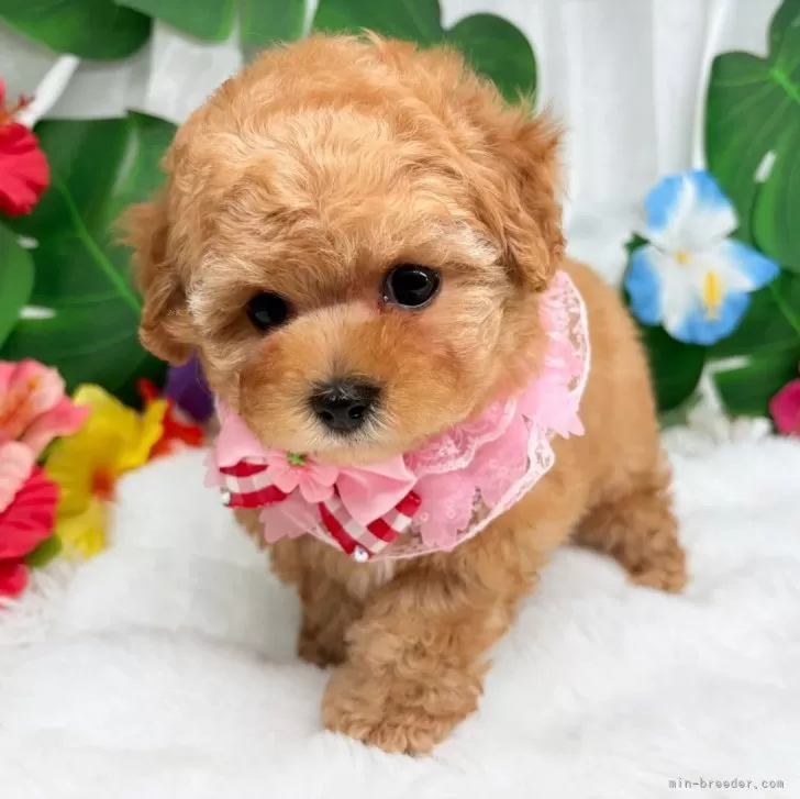 子犬の写真