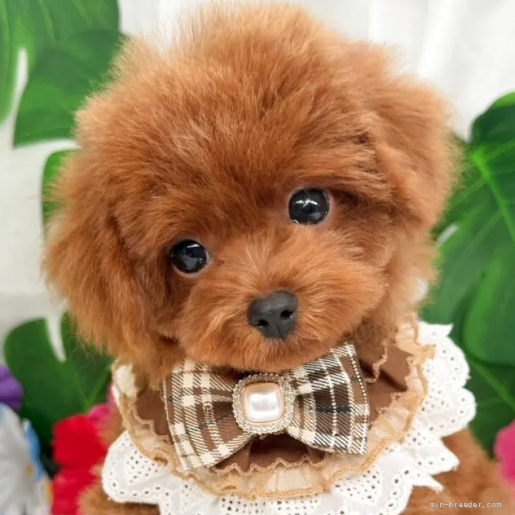 子犬の写真