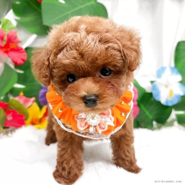 子犬の写真