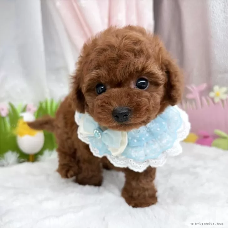 子犬の写真