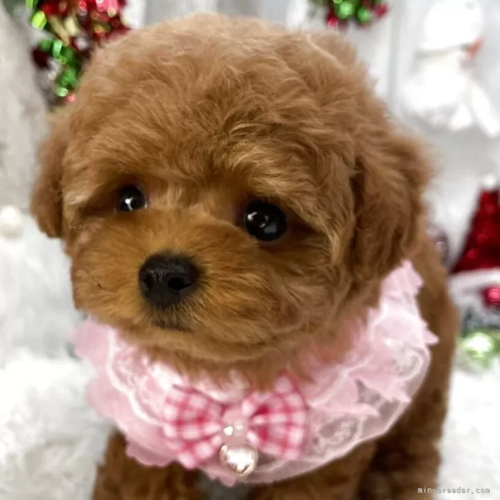 トイプードルの写真