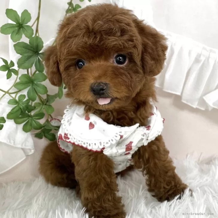 トイプードルの写真