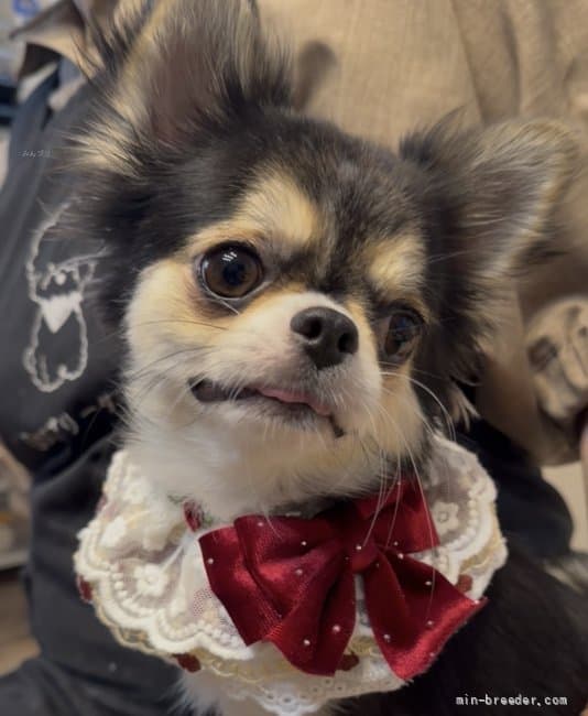 母犬の写真