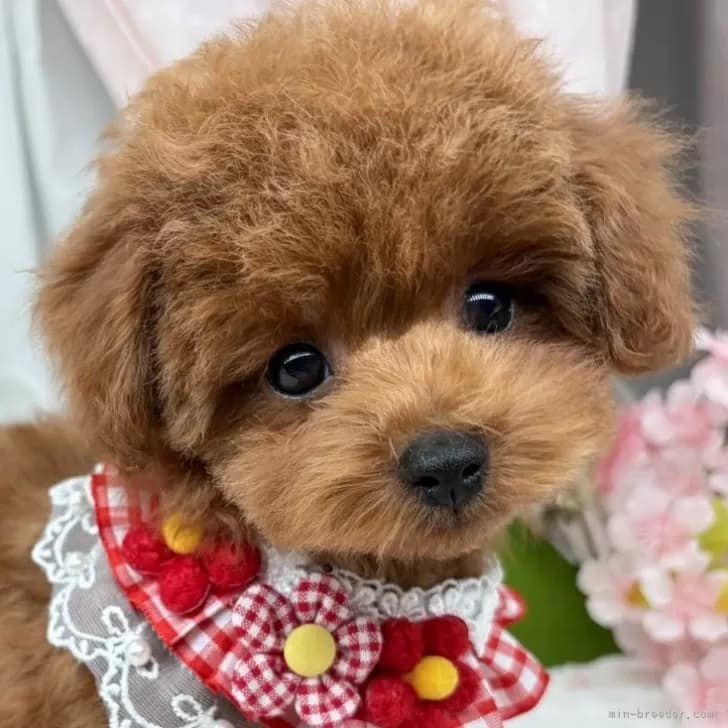 子犬の写真