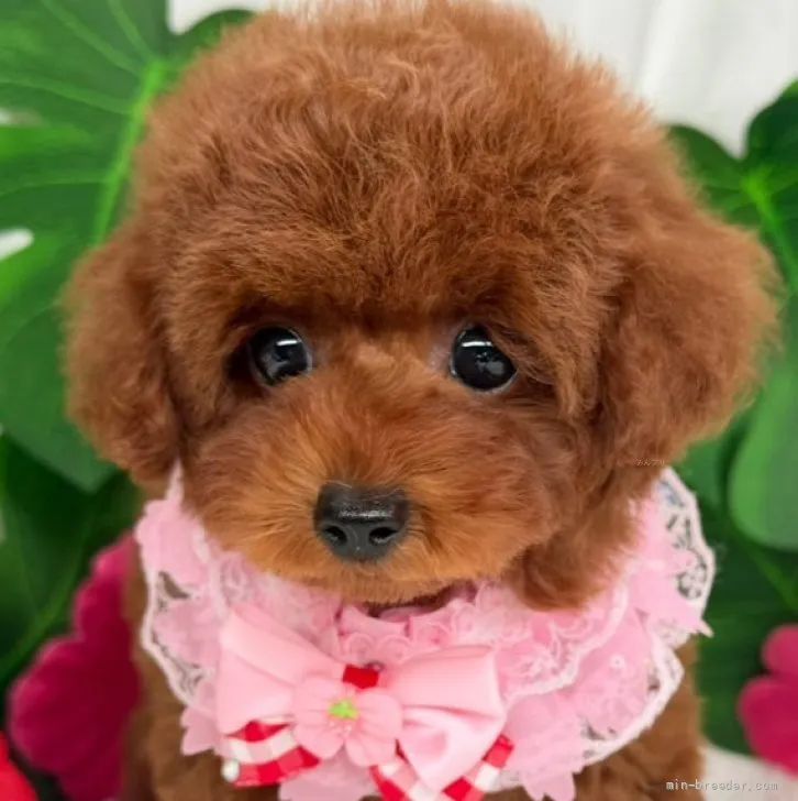 子犬の写真