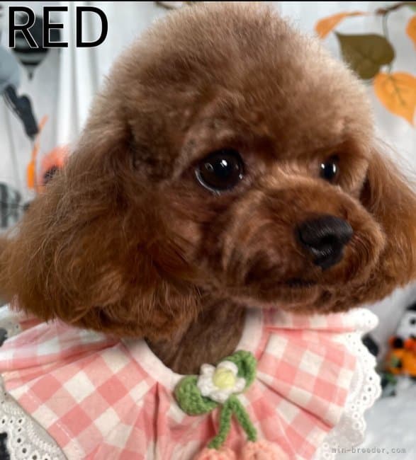 母犬の写真