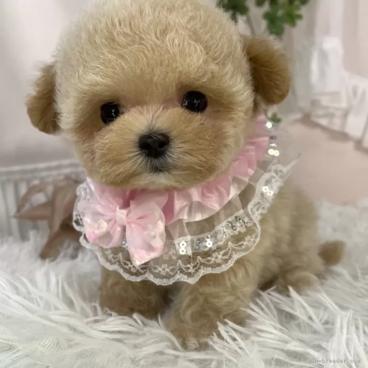 マルプーの写真