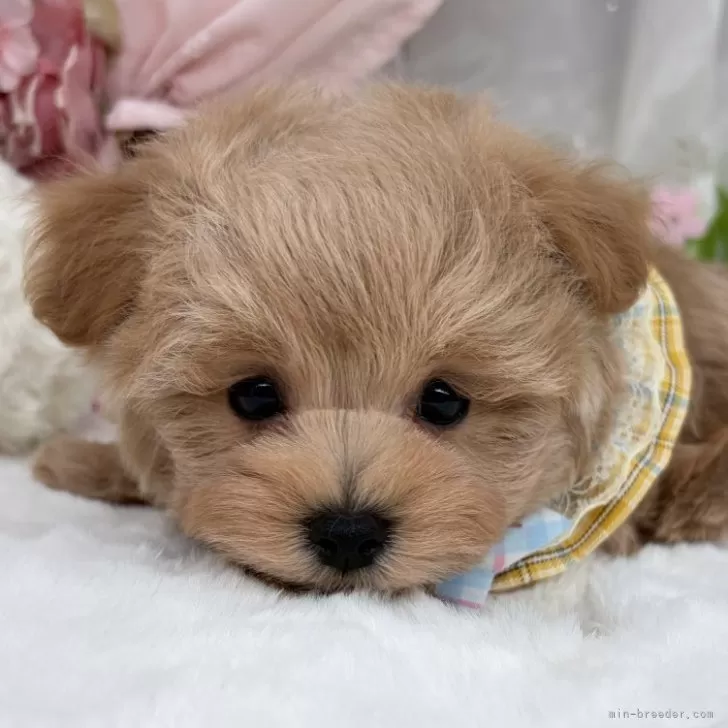 子犬の写真