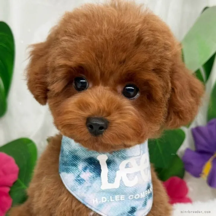子犬の写真