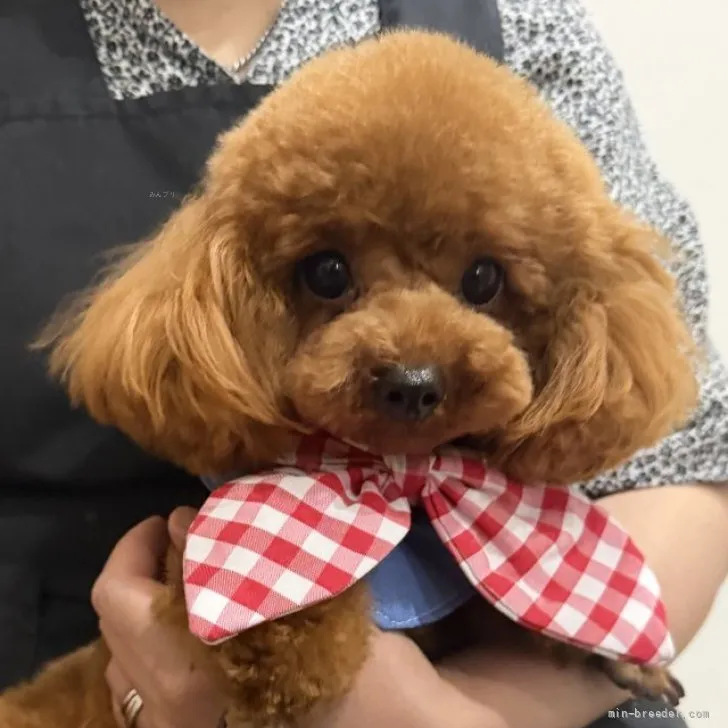 子犬の写真