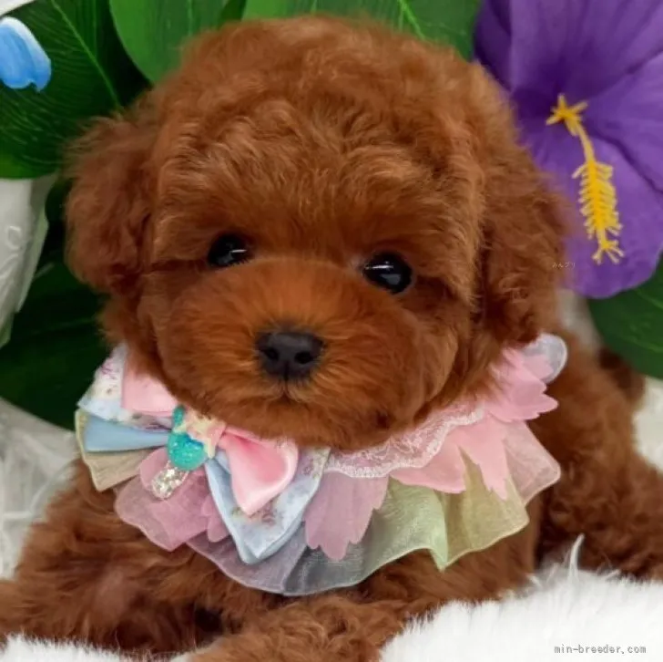 子犬の写真
