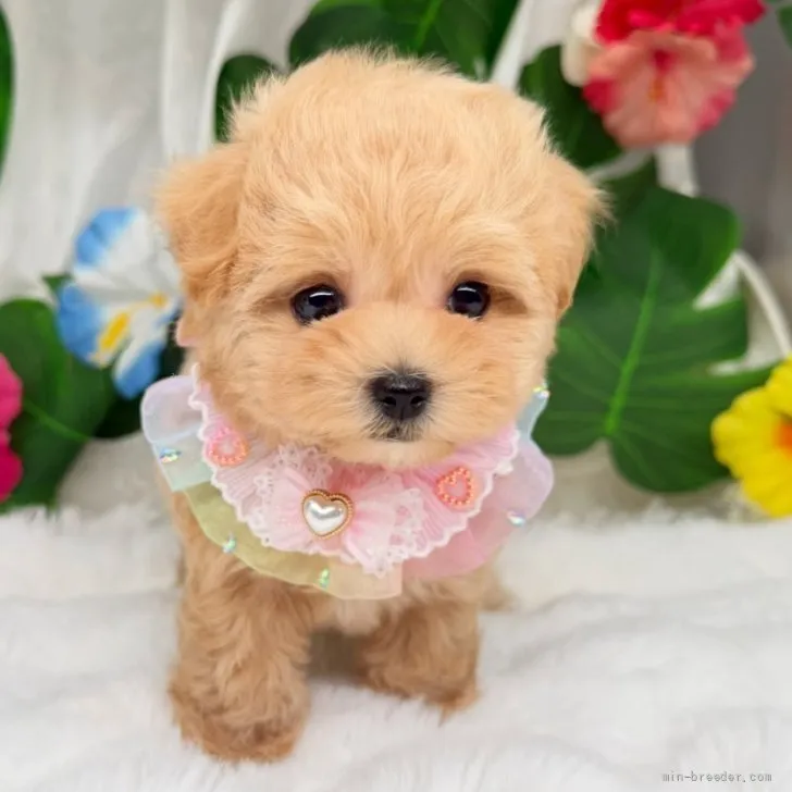 子犬の写真
