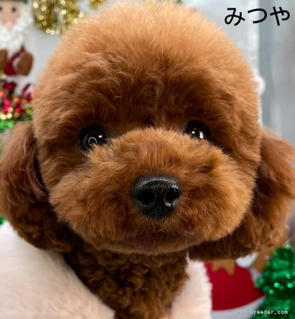 母犬の写真