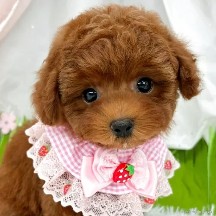 子犬の写真