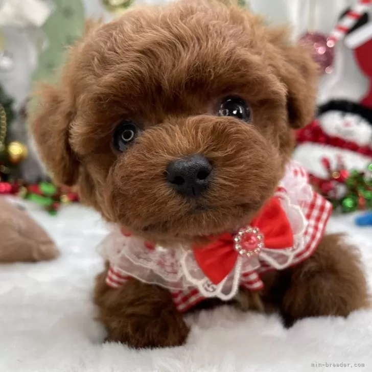 トイプードルの写真