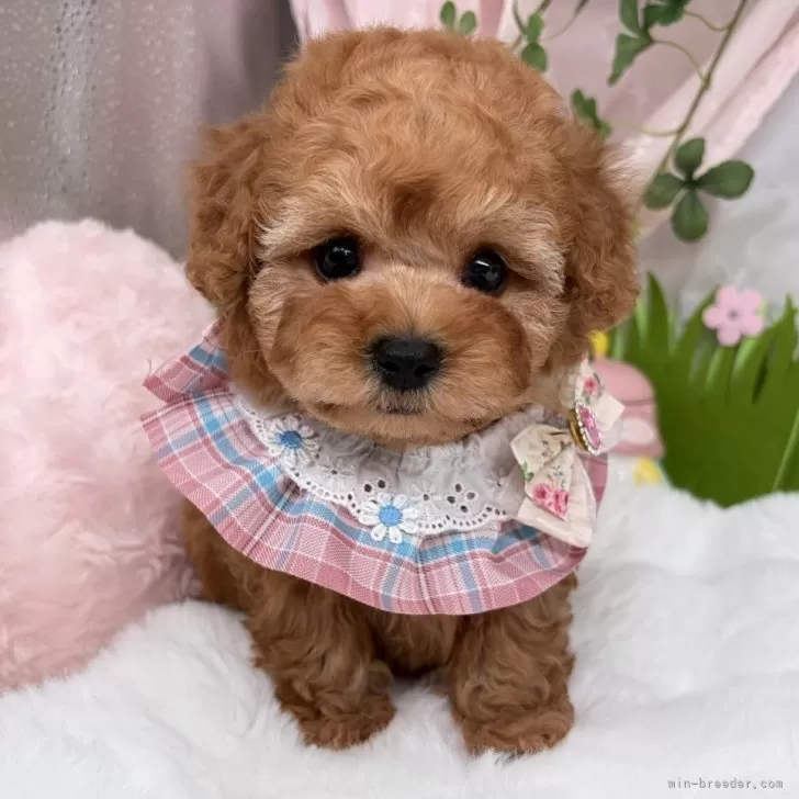 子犬の写真